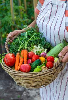 Senior woman harvesting vegetables in the garden. Selective focus. Food.