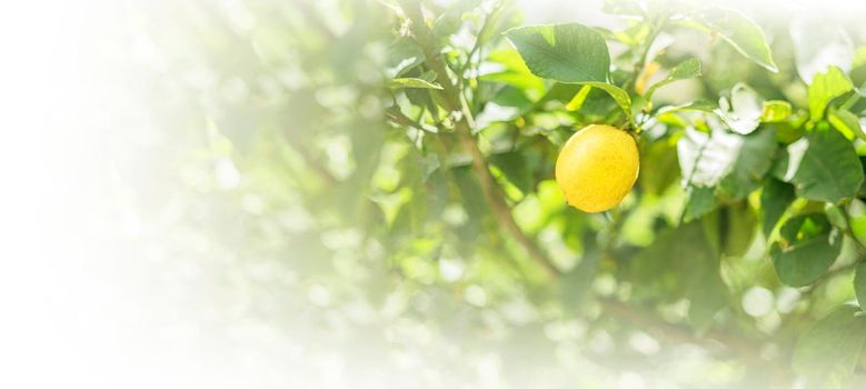 Ripe lemon hangs on tree branch in sunshine. Closeup, copy space, banner