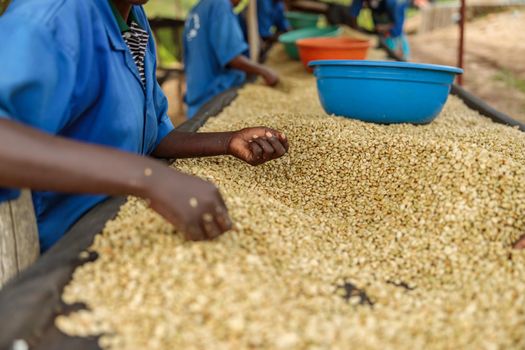 Close up of female hands taking coffee beans and sorting them at farm in Africa region
