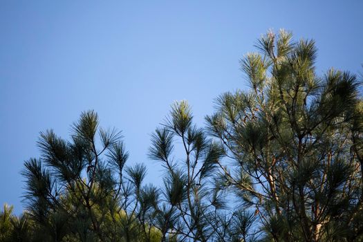Pine warbler (Setophaga pinus) hidden amongst pine needles in a tree