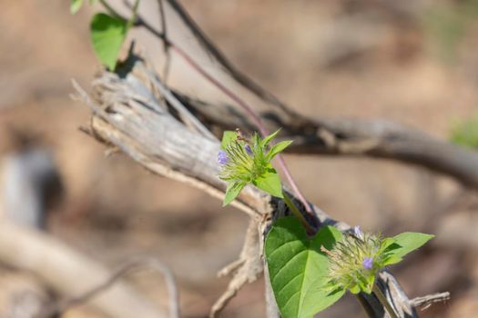 Violet blooms beginning to peek out from a plant