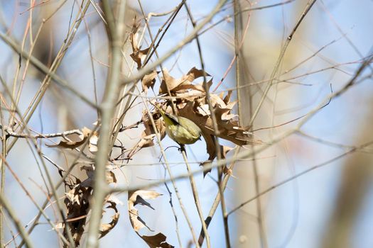 Orange-crowned warbler (Vermivora celata) looking down from its perch on a pretty, blue day