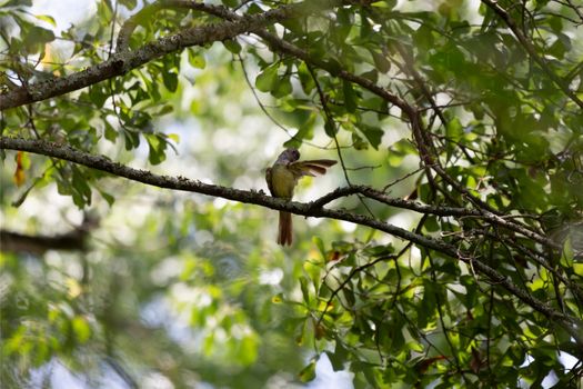 Great-crested flycatcher (Myiarchus crinitus) grooming from its perch on a tree branch
