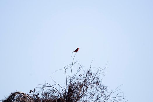 Curious vermillion flycatcher (Pyrocephalus obscurus) looking around from its perch