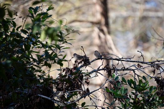 Pair of dark-eyed junco birds (Junco hyemalis) on a bush