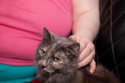 Woman's hand petting a gray long haired cat