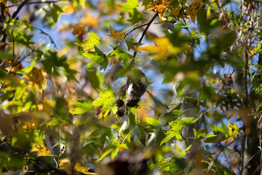 Eastern gray squirrel (Sciurus carolinensis) foraging on a sweetgum tree as it hangs upside down
