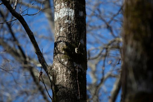 Golden-crowned kinglet (Regulus satrapa) looking around from its perch on a small tree branch