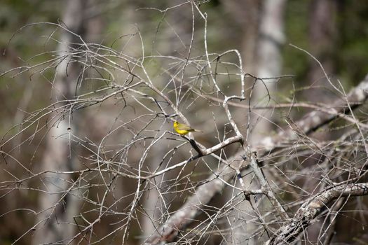 Curious female hooded warbler (Setophaga citrina) looking out from her perch on a branch
