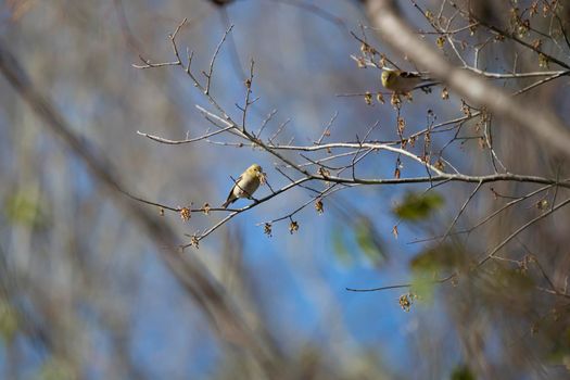 American goldfinch (Spinus tristis) foraging for food while a second out of focus American goldfinch forages above