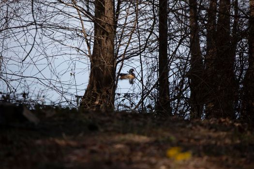 Out of focus wood duck drake (Aix sponsa) swimming past an in focus shoreline