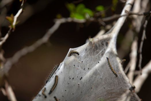 Eastern tent caterpillar (Malacosoma americanum) crawling into a cocoon