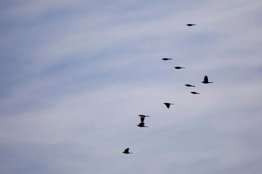 Flock of common grackles (Quiscalus quiscula) soaring through a blue sky covered with white, clouds