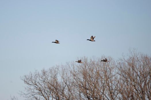 Four mallard ducks (Anas platyrhynchos), two hens and two drakes, in flight above bare winter foliage