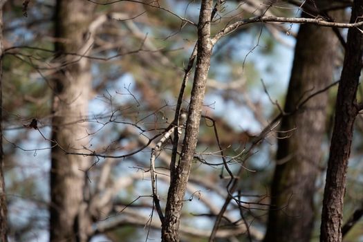 Sassy eastern phoebe (Sayornis phoebe) looking around curiously