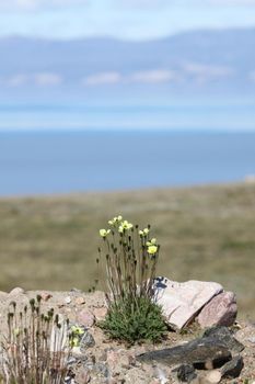 Papaver radicatum is a species of poppy known by the common names Arctic poppy, rooted poppy, and yellow poppy. It is a flowering plant in the family Papaveraceae