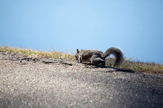 Eastern gray squirrel (Sciurus carolinensis) sniffing the ground as it walks along grass edging an aspalt path