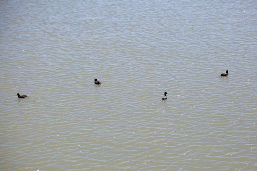 Four American coots (Fulica americana) swimming in a broken line through water