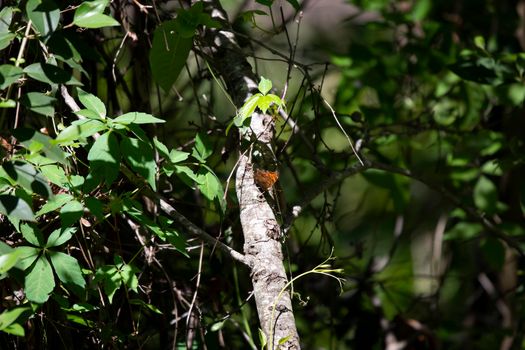 Eastern comma butterfly (Polygonia comma) perched on a fallen tree branch lodged in a bush