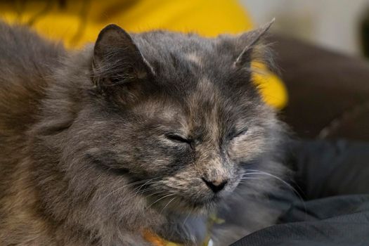 Close up of a long haired gray cat resting with her eyes closed