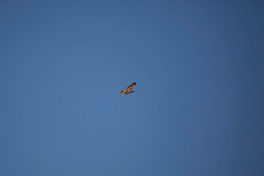 Krider's red-tailed hawk (Buteo jamaicensis) flying through a blue sky