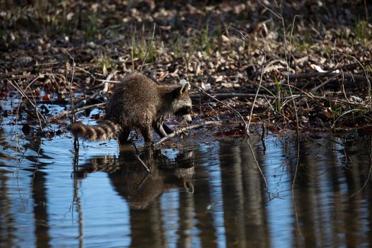 Common raccoon (Procyon lotor), also known as a washing bear, washing its hands in a shallow pool of water