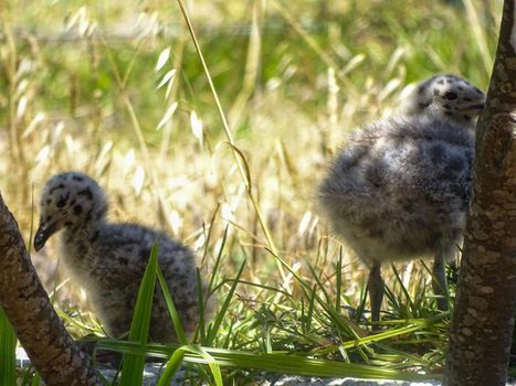 Spotted gull chicks in down among the grass on the shore close up