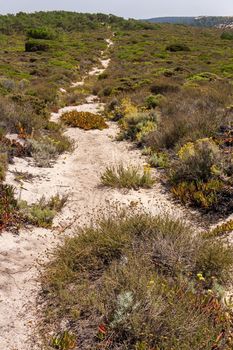 Sandy path in a meadow among blooming forbs and colorful succulents background