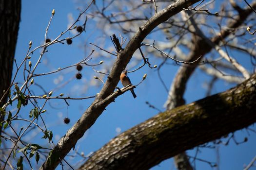 Curious eastern bluebird (Sialia sialis) looking around from its perch on a tree branch