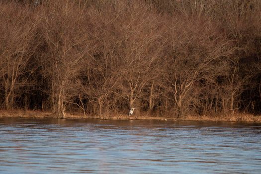 Great blue heron (Ardea herodias) resting on a shore near bare trees