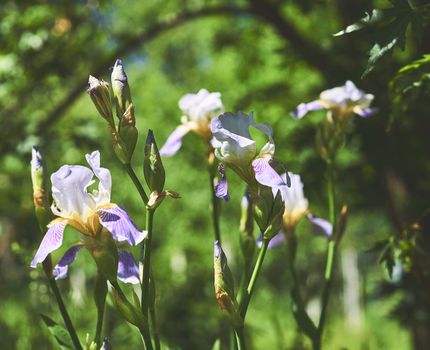 an Old World plant of the iris family, with sword shaped leaves and spikes of brightly colored flowers, popular in gardens as a cut flower.Delicate white purple gladiolus and fresh greenery