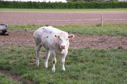 a beautiful white cow graze in a corral on green grass against the backdrop of a rural landscape in a village on the outskirts of the city, dairy products,animal husbandry, farming. High quality photo