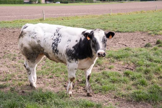 a beautiful white cow graze in a corral on green grass against the backdrop of a rural landscape in a village on the outskirts of the city, dairy products,animal husbandry, farming. High quality photo