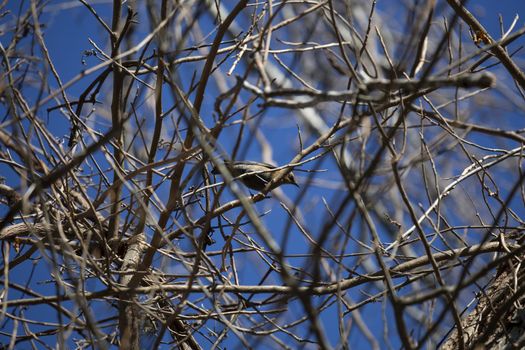 Female rusty blackbird (Euphagus carolinus) looking down from a tree branch as she contemplates flying away