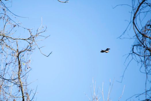 Mourning dove (Zenaida macroura) flying through a pretty, blue sky