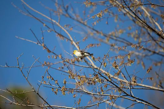 American goldfinch (Spinus tristis) foraging on a tree branch
