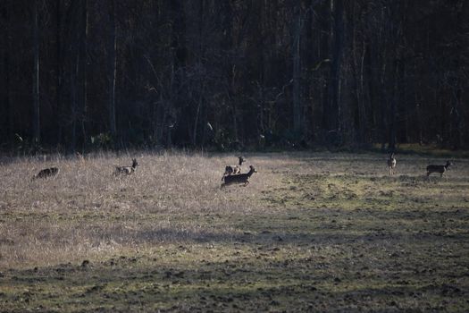 White-tailed deer (Odocoileus virginianus) running in a field