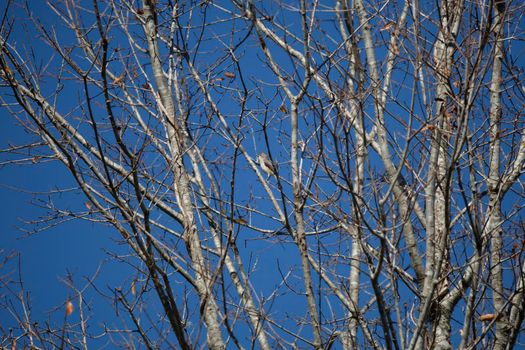 One tufted-titmouse (Baeolophus bicolor) hopping up a tree