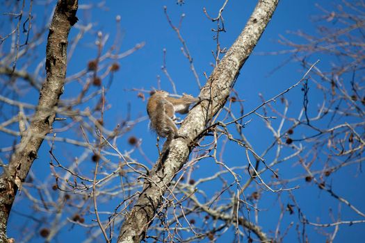 Pair of eastern gray squirrels (Sciurus carolinensis) mating in a tree
