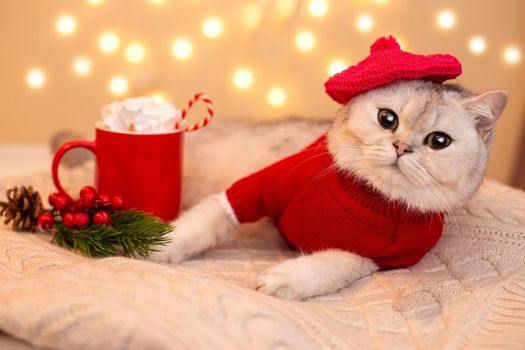 A british white cat in a red sweater and a red knitted beret, lies on a white knitted blanket, next to it there is a red mug with cocoa with marshmallows and candy and a sprig of Christmas tree.