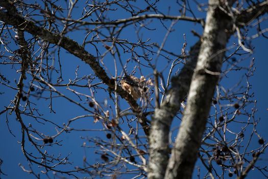 Young red-shouldered hawk (Buteo lineatus) facing away on a tree branch