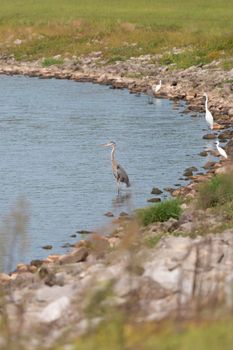 Great egret (Ardea alba) foraging in shallow water with snowy egrets  (Egretta thula) and great blue herons (Ardea herodias)