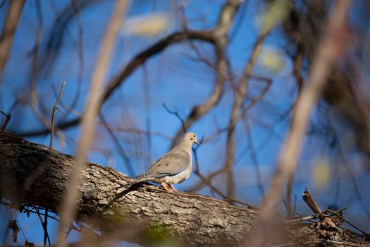 Mourning dove (Zenaida macroura) facing right on a tree branch with a deep blue sky against the background
