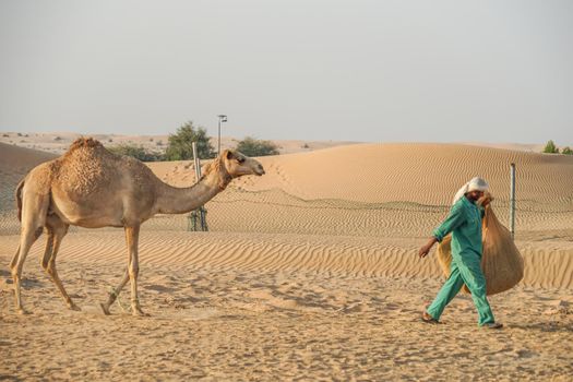 Arabian Desert Camel (United Arab Emirates). Shooting Location: Dubai