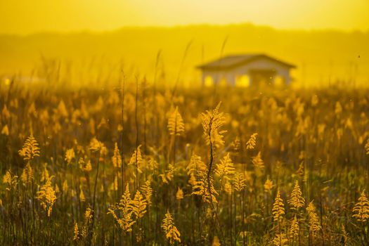 Susukino field and sun and houses. Shooting Location: Miyagi Prefecture Yamamoto-cho