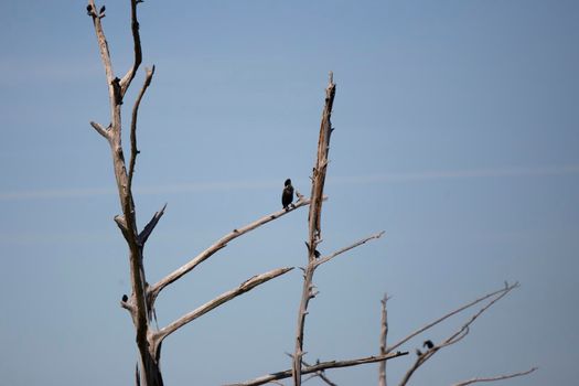 Maturing double-crested cormorant (Phalacrocorax auritus) grooming on a tree