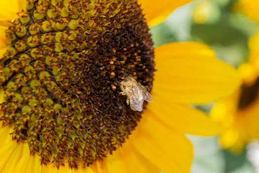 Bee collecting pollen from sunflowers head in the nature. High quality photo