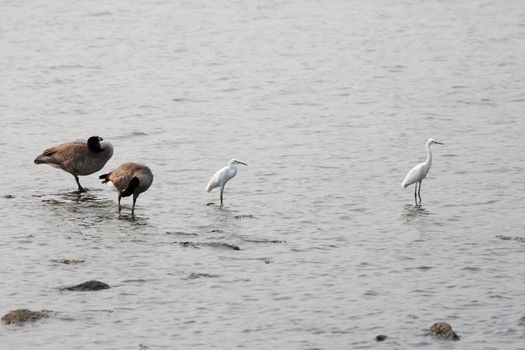 Two immature snowy egrets (Egretta thula) foraging in shallow water while two Canada geese (Branta canadensis) groom  in shallow water