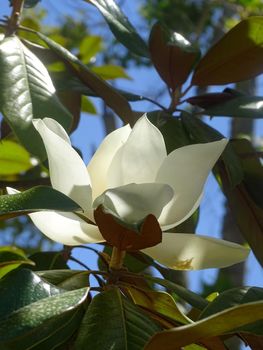 Huge white magnolia flowers on a tree in the sun close up