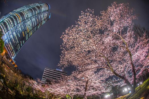 Night cherry blossoms and Roppongi Hills (Hairy Garden). Shooting Location: Tokyo metropolitan area